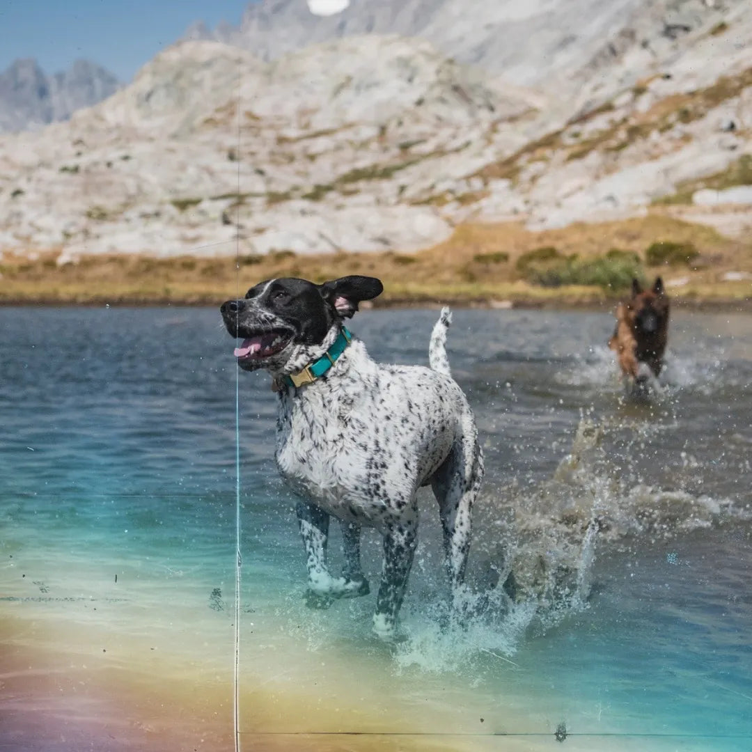 “Black and white spotted dog wearing a teal collar splashing through a mountain lake, with another dog running in the background and alpine peaks in the distance.