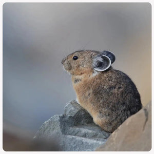 a wild pika perched on a boulder