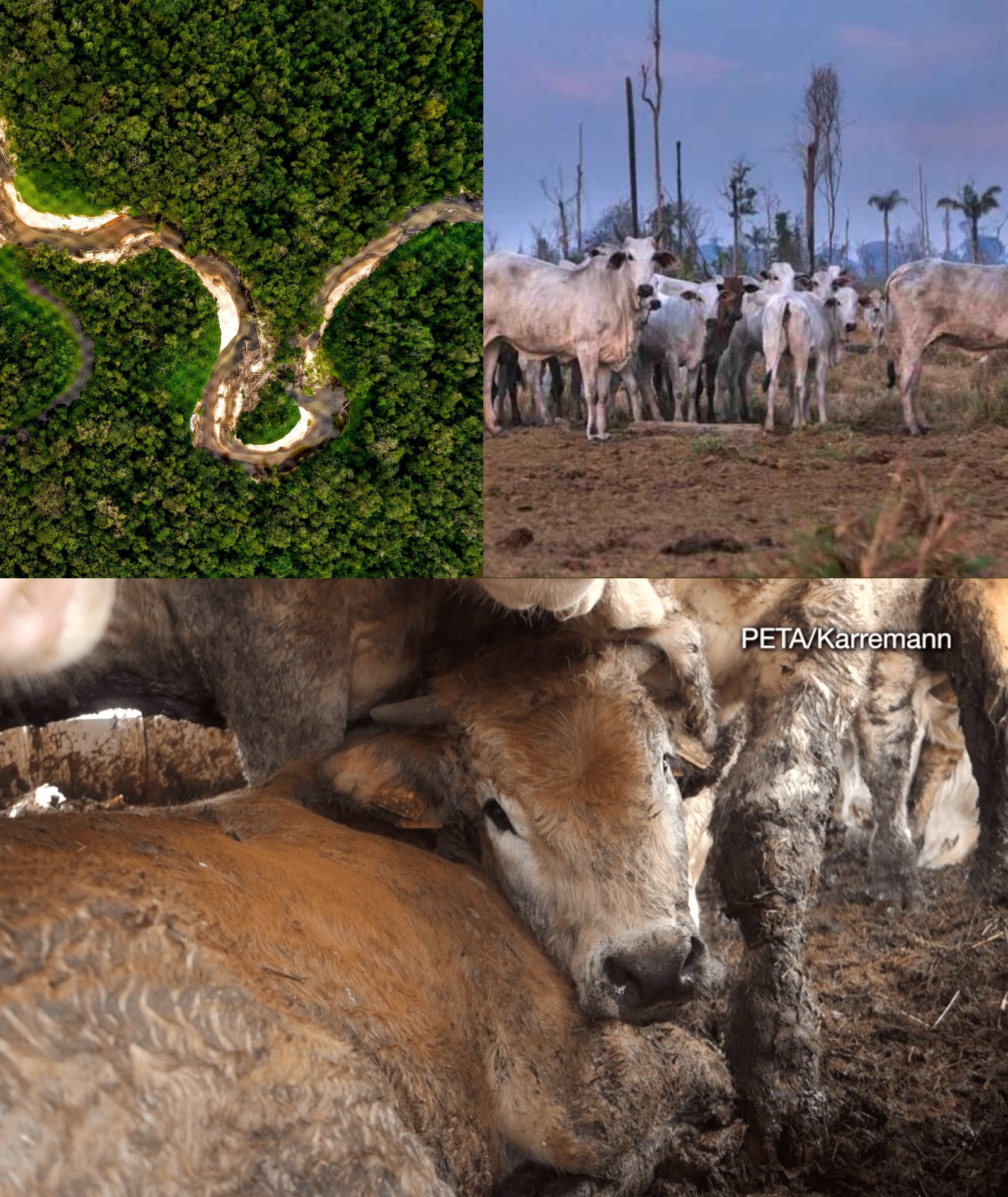 US Beef Demands are Destroying the Amazon.