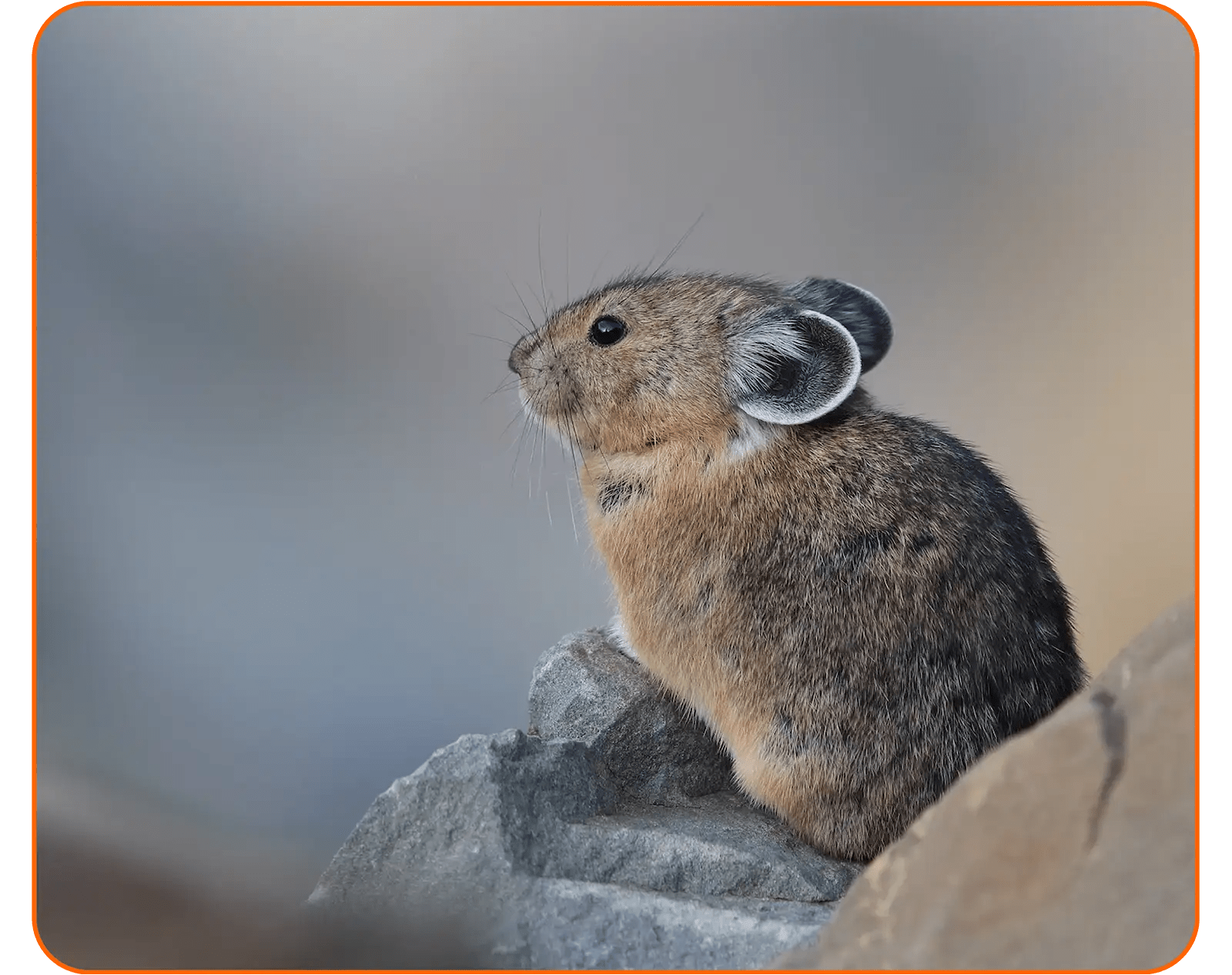 Save The American Pika