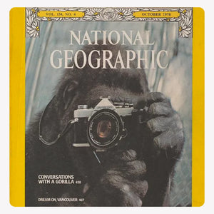 vintage national geographic 1978 cover of koko the gorilla