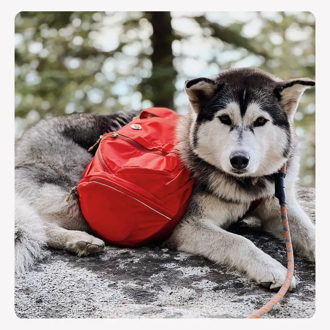 Shop our collection of newly restored granola gear and make a pawsitive impact on the planet.