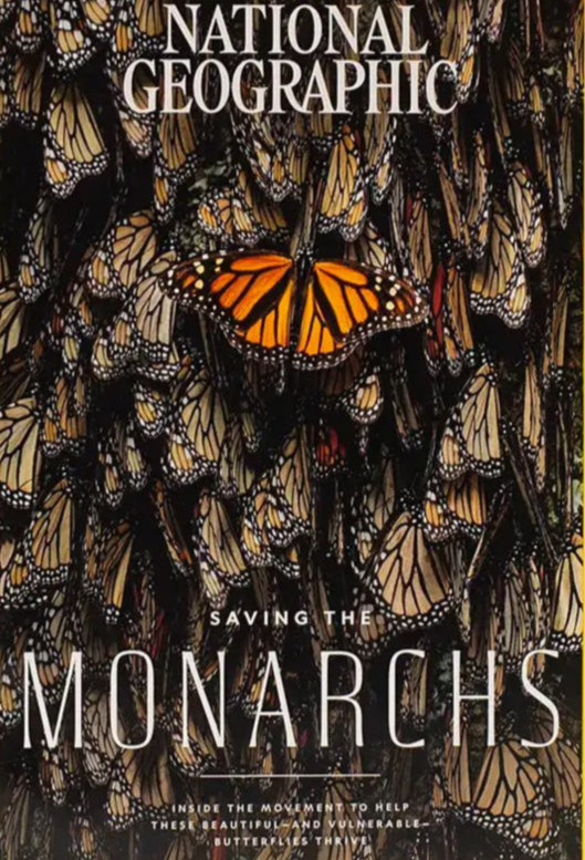 Jan 2024 National Geographic Print Saving the Monarchs