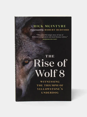 Photo of a Wolf's face as the cover of the book "The Rise of Wolf 8"