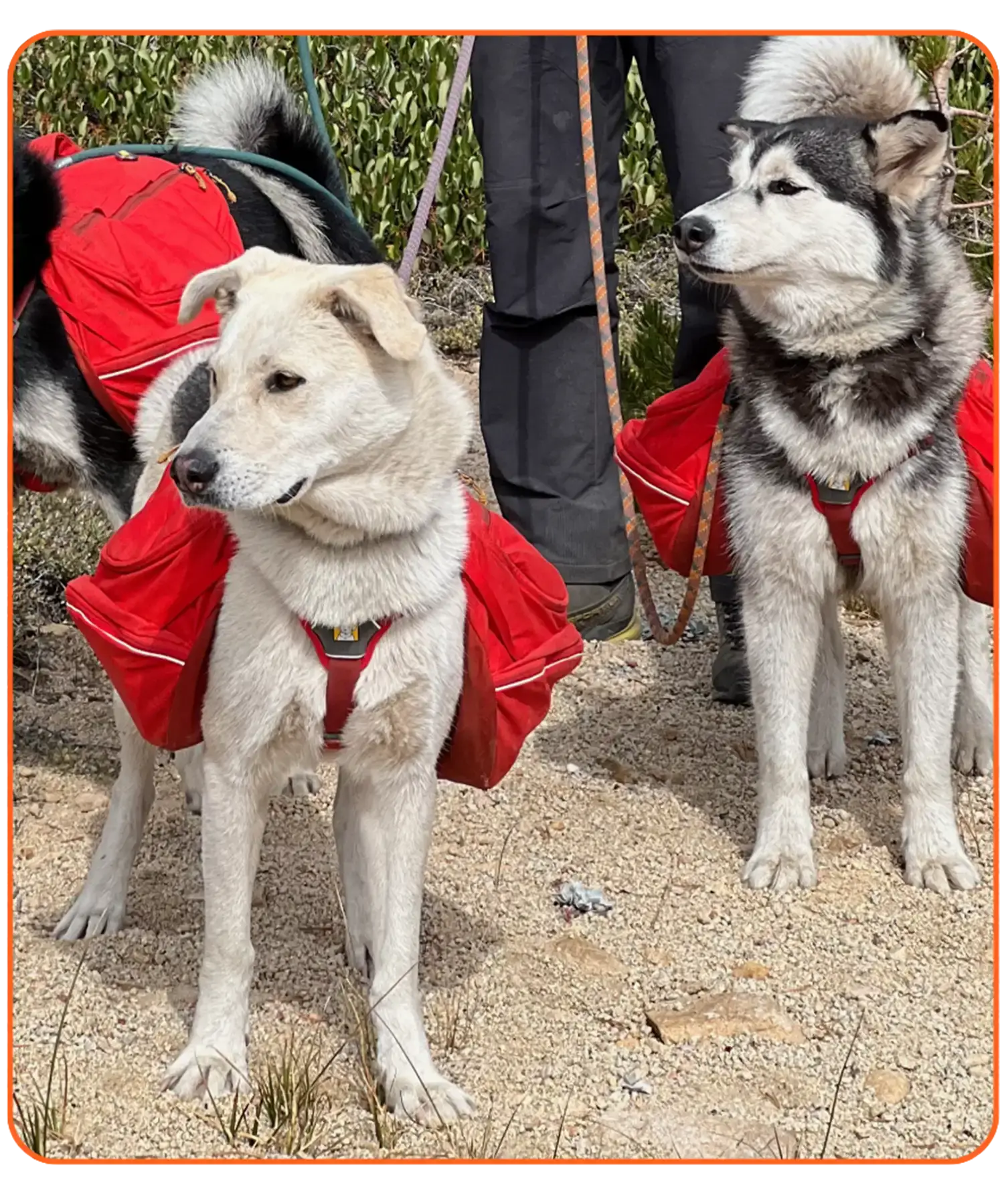 husky malamute and shepherd mix in ruffwear palisades backpacks on the trail