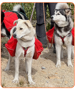 husky malamute and shepherd mix in ruffwear palisades backpacks on the trail