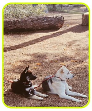 black and white husky shepherd look across the campground sequoia national forest