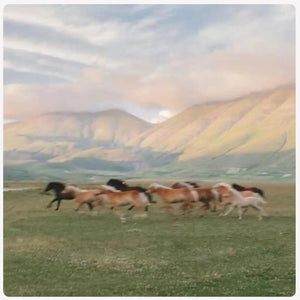 wild horses running across the field with mountains in background