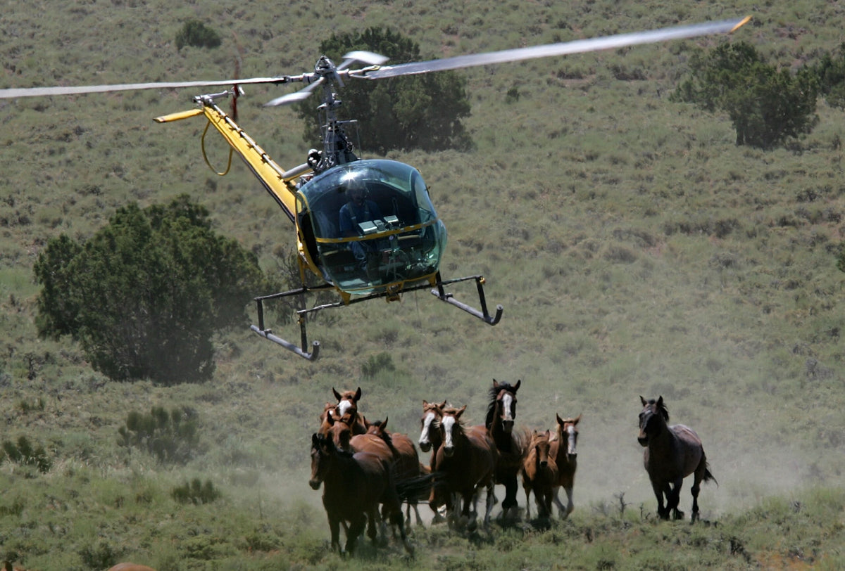 Wild horses running beneath a helicopter