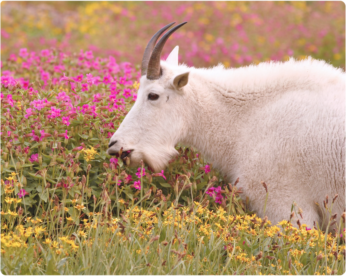 Mountain goat among pink wildflowers