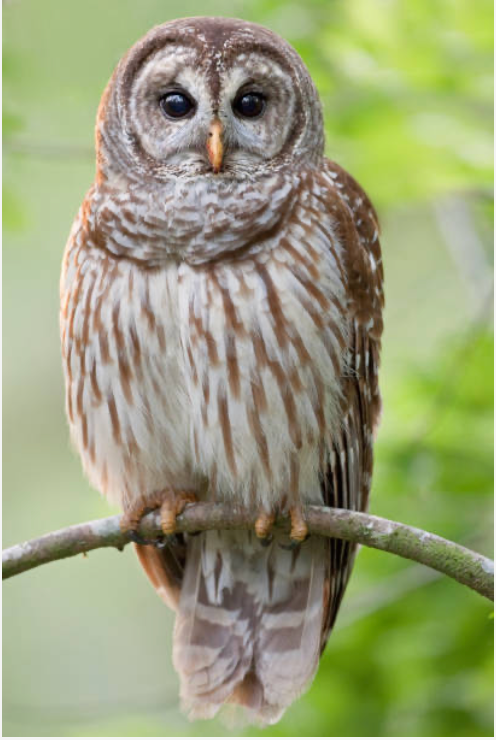 Owl perched on a branch