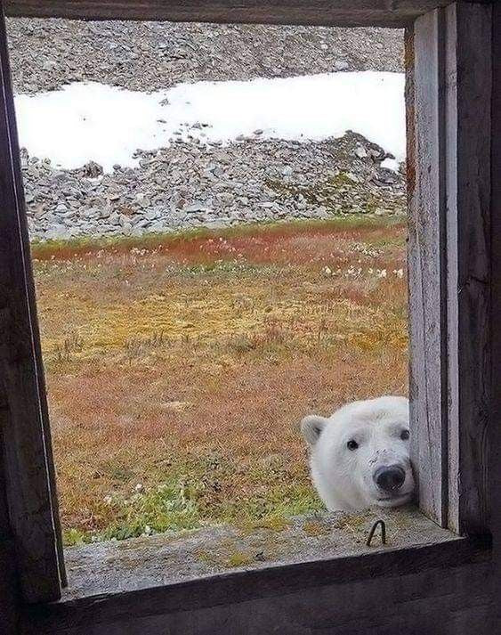 Polar bear looking through an open window