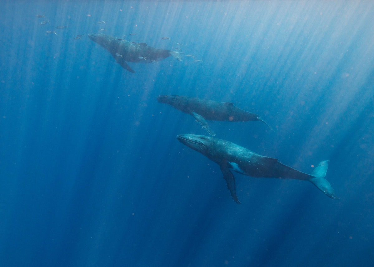 Whales swimming underwater