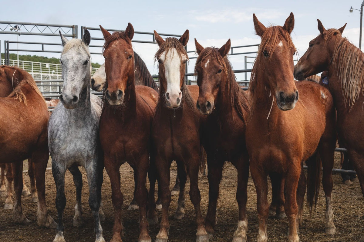 Wild horses gathered together