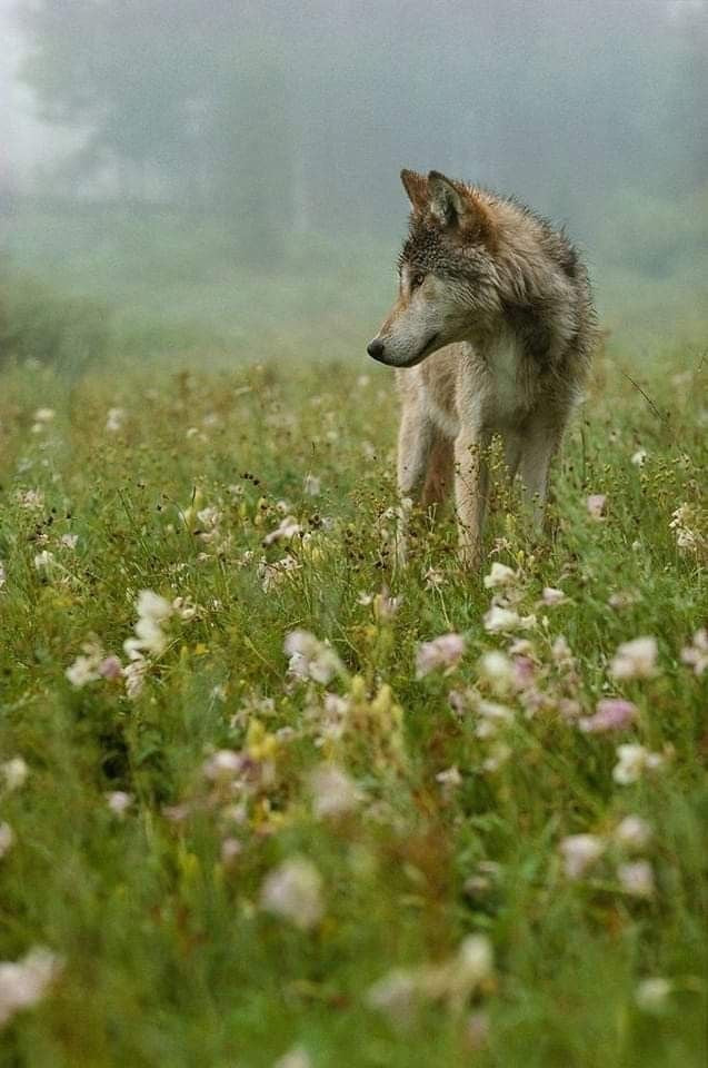 Wolf standing among meadow flowers